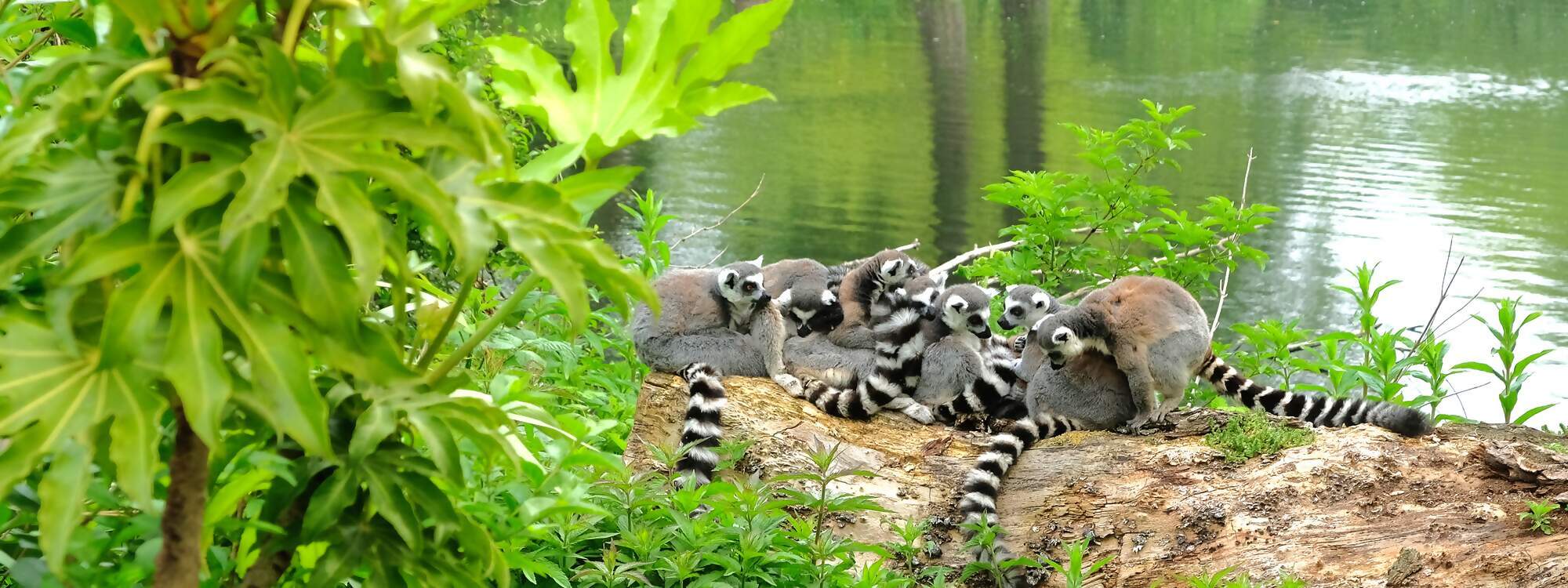 Ein Rudel voller Lemuren in Madagaskar